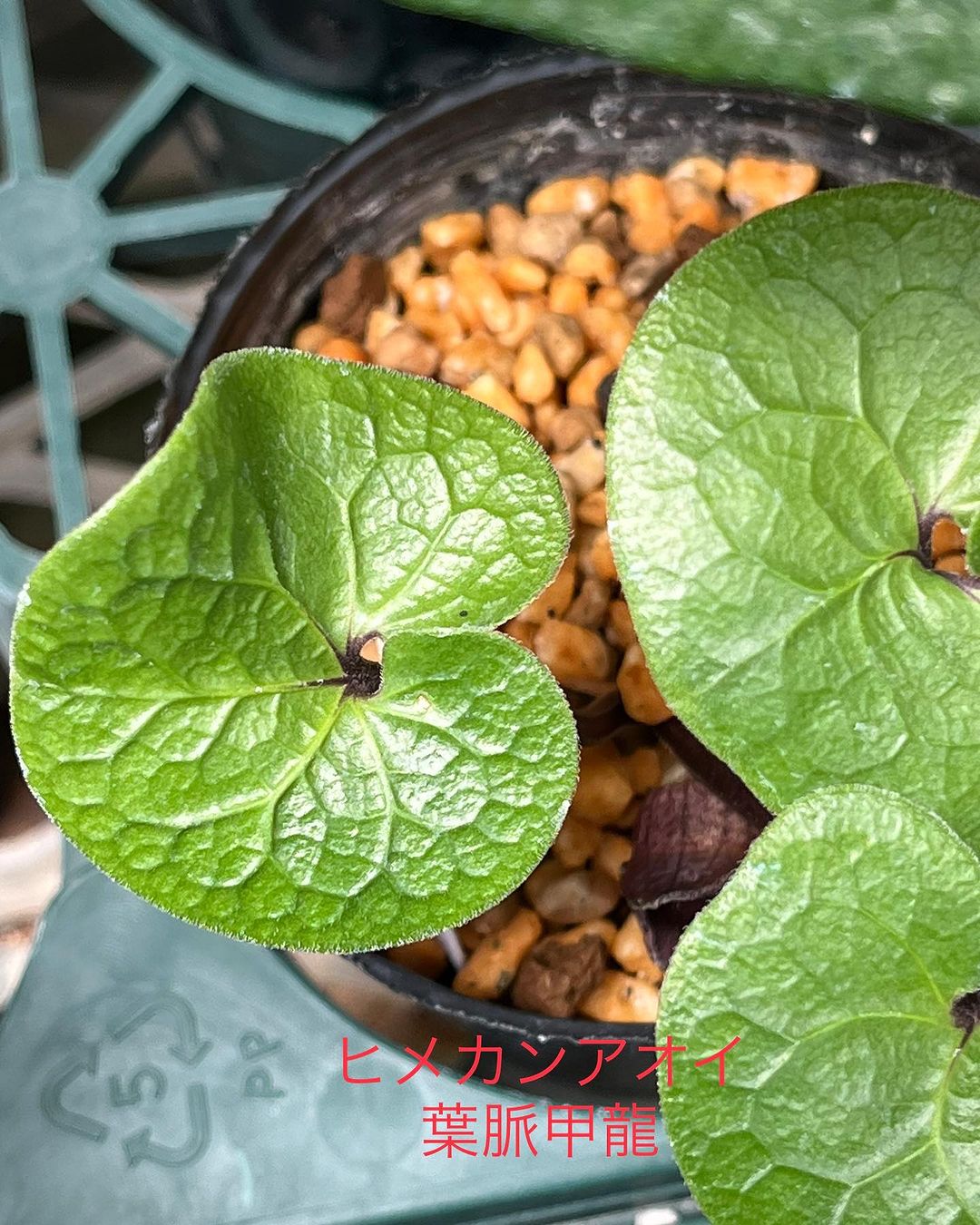 ヒメカンアオイ 甲龍葉