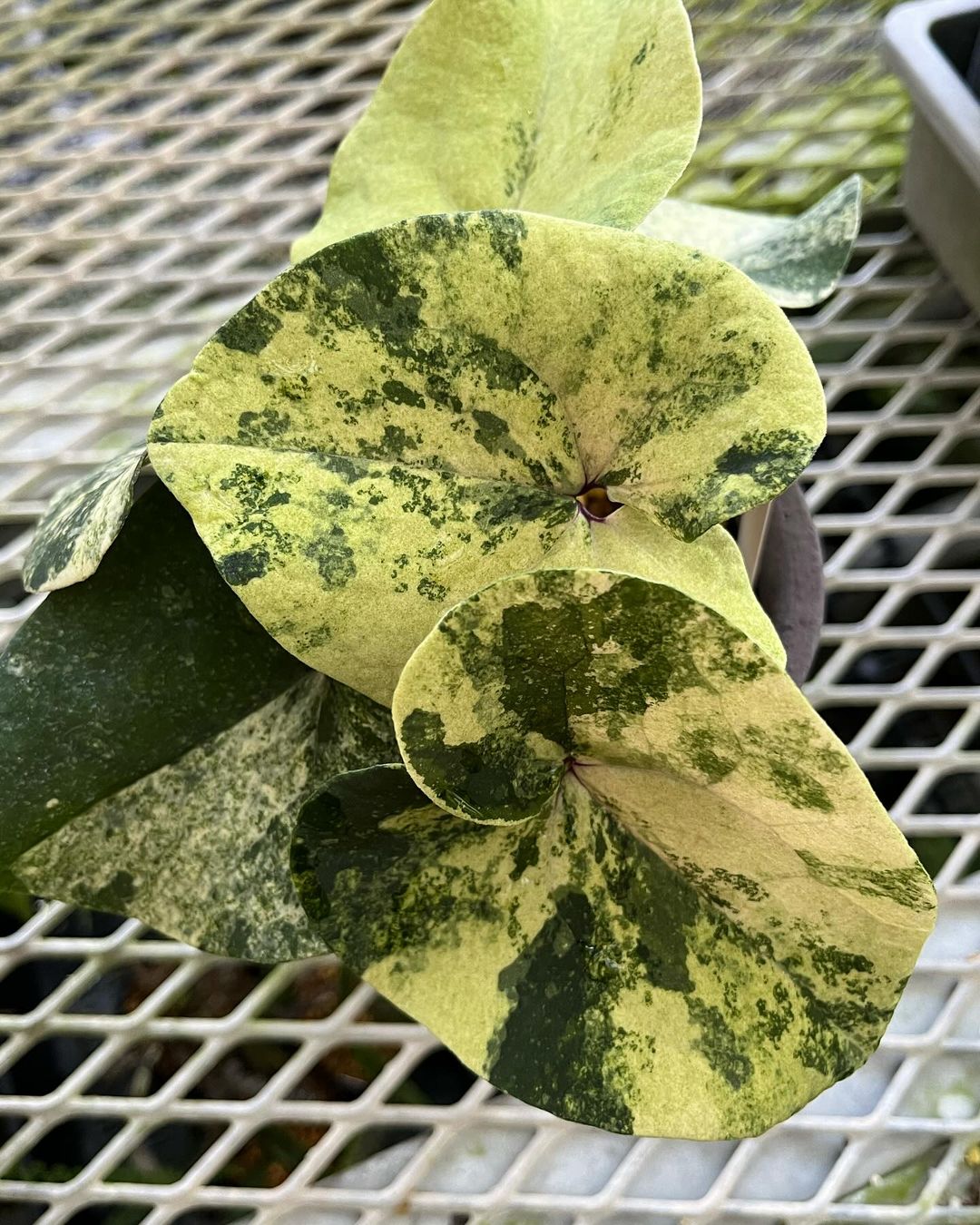 タイリンカンアオイの黄から白斑に変化する『帝王』