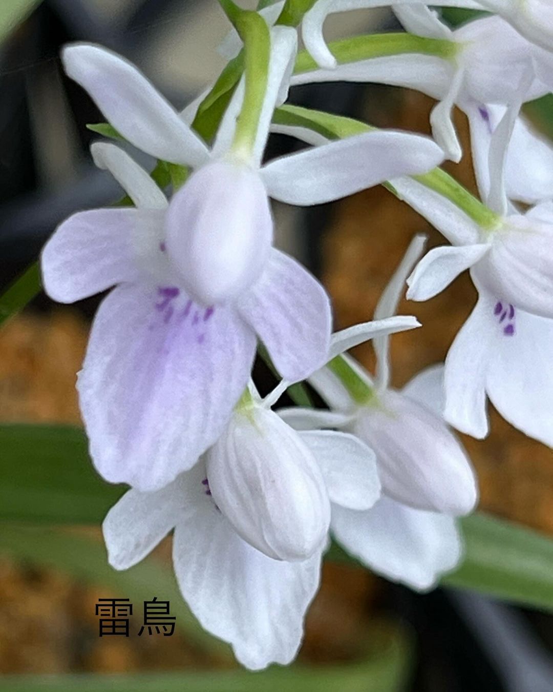 ウチョウラン『雷鳥』