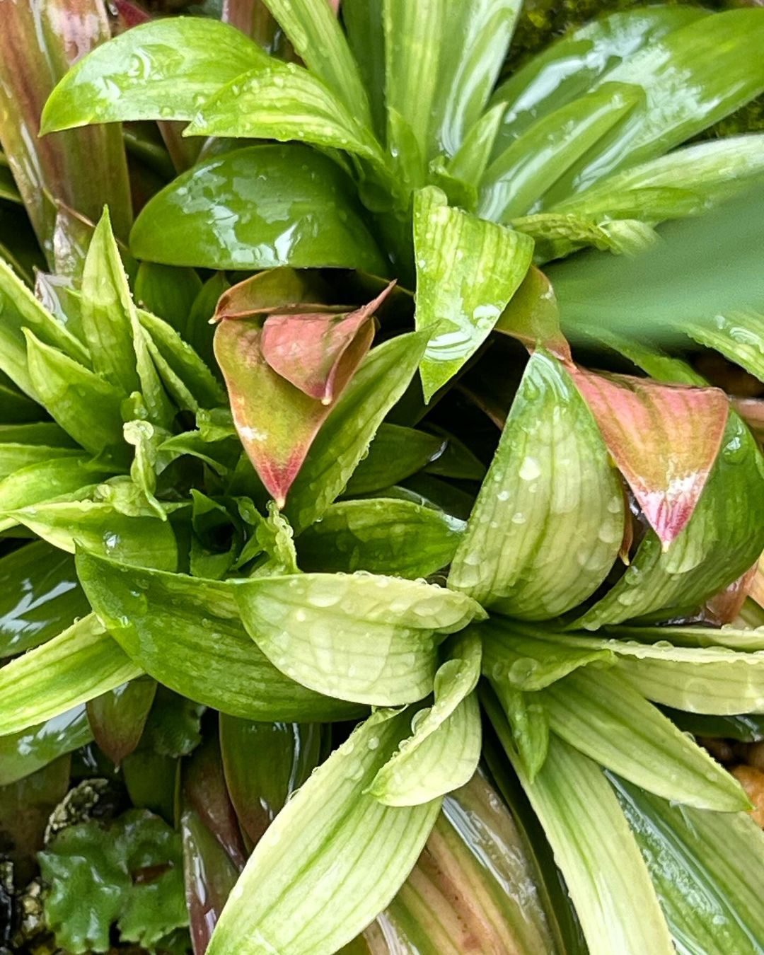 ショウジョウバカマの虎斑