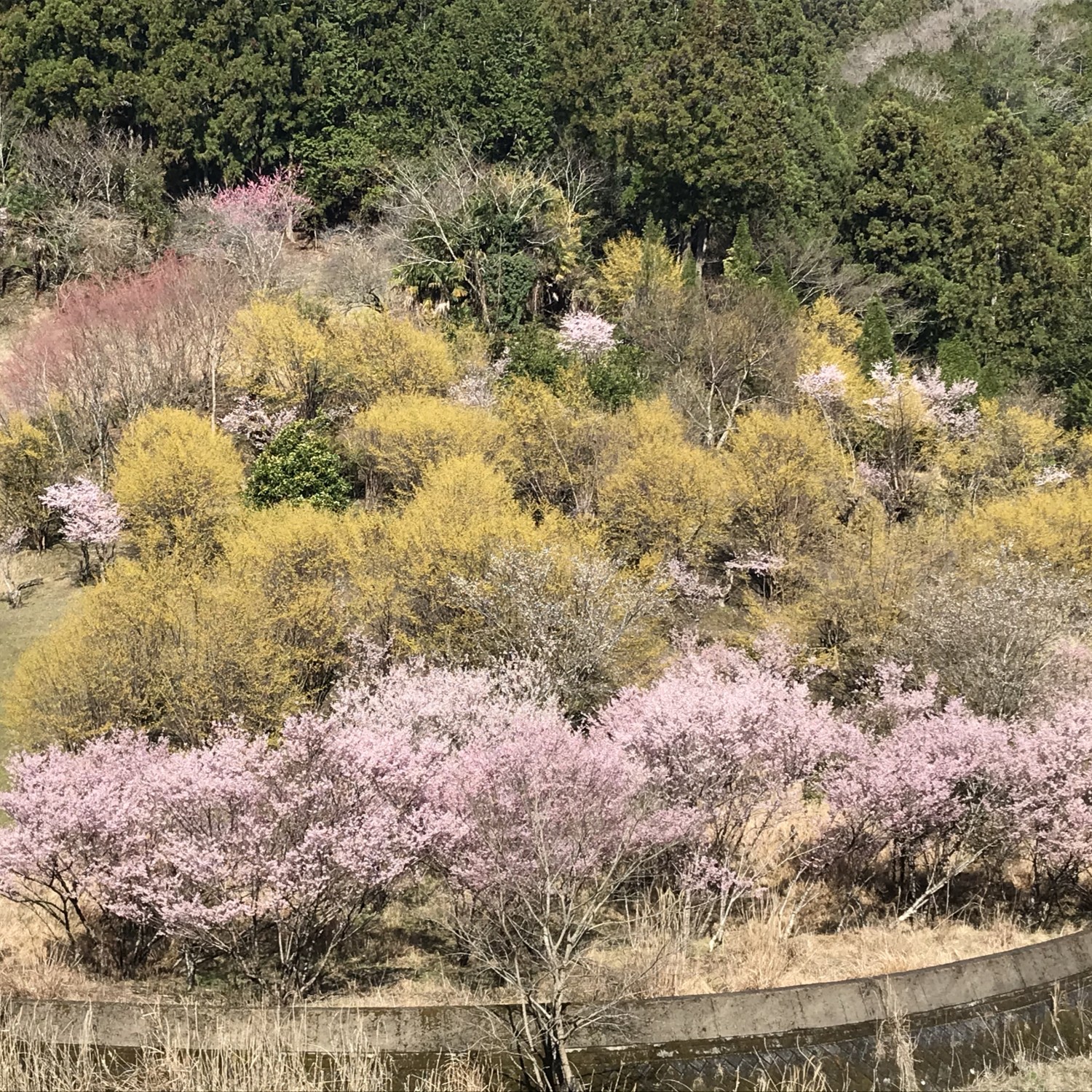 西吉野町川岸 桃源郷