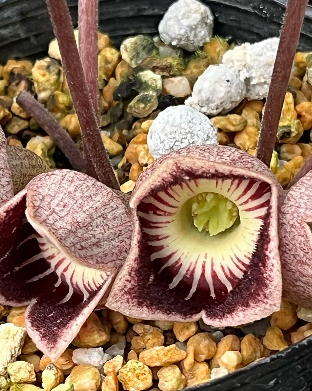 昔、世界一美しいということで入手した、北米産のスペシオサムです。