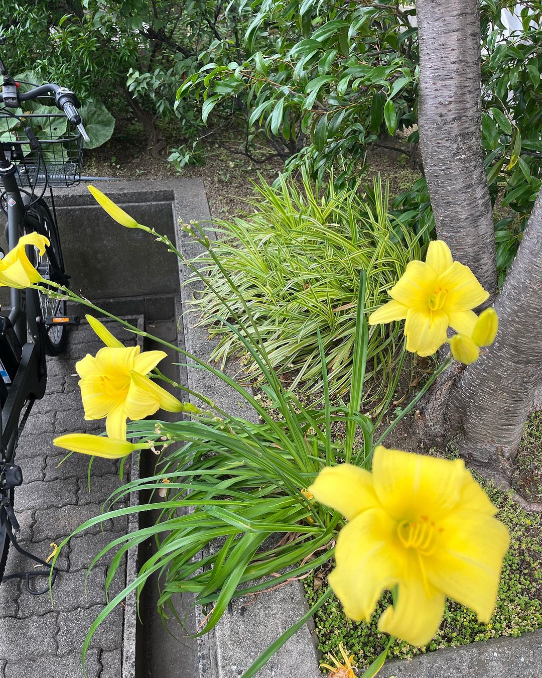 ニッコウキスゲ