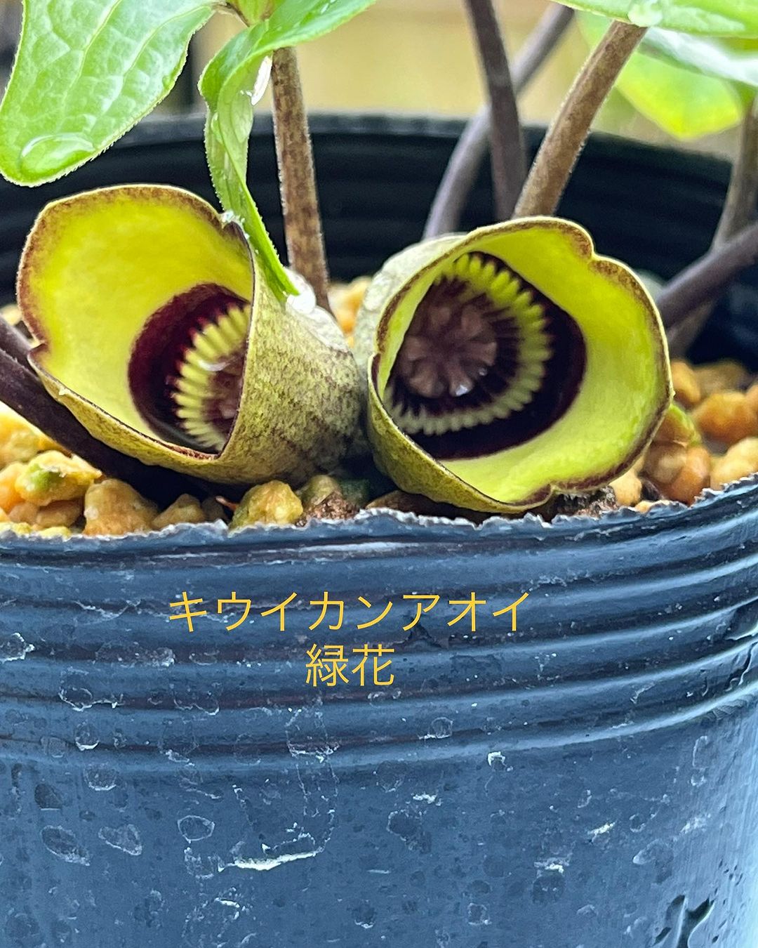 キウイカンアオイ 緑花