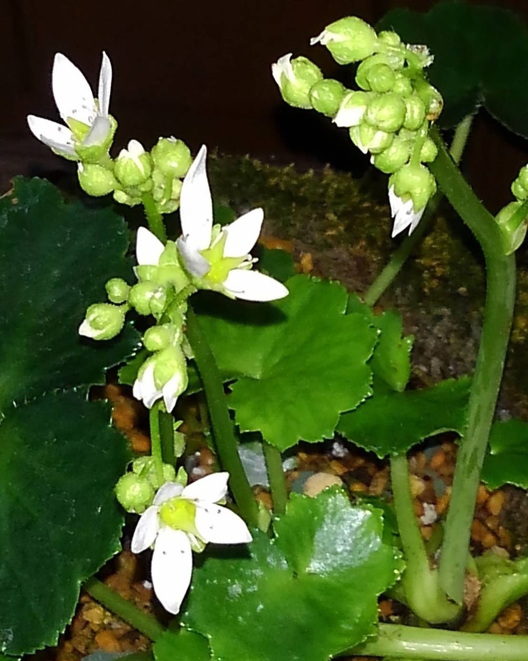 大文字草　雪中梅（素心花？