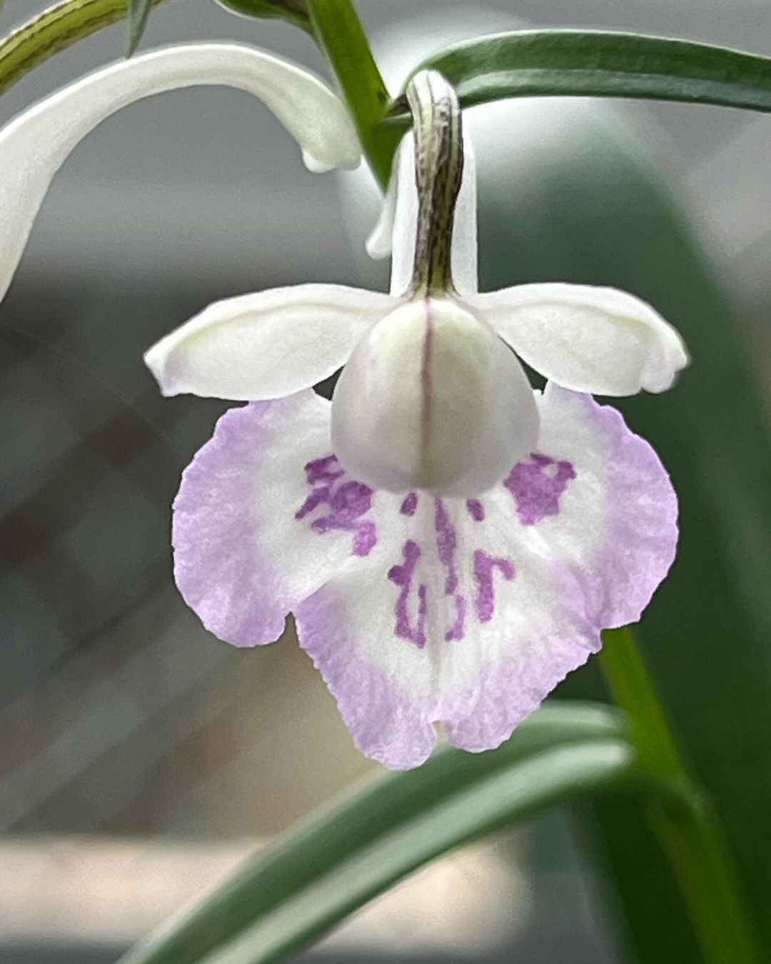 ウチョウランの『初福』
