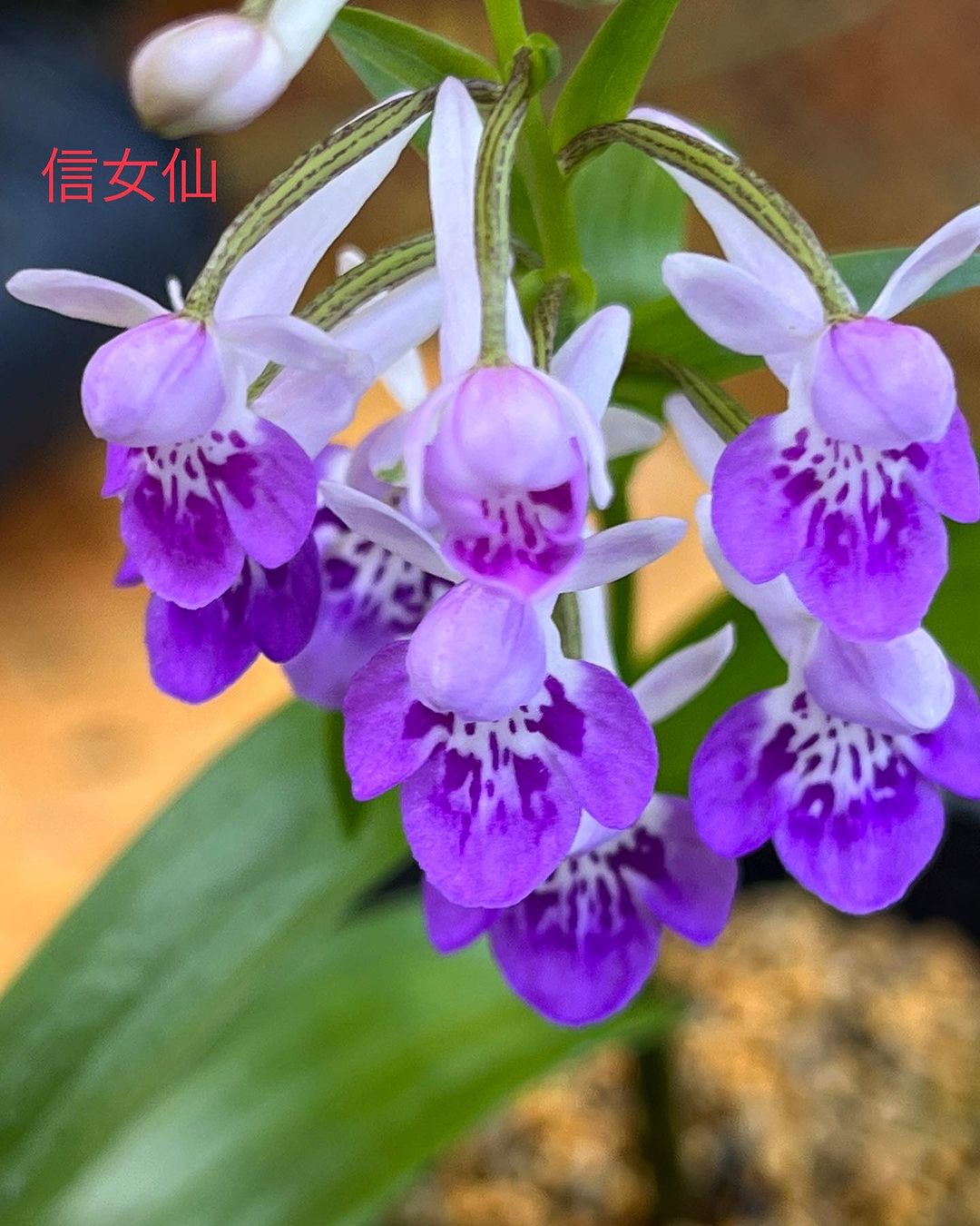 ウチョウラン 信如仙