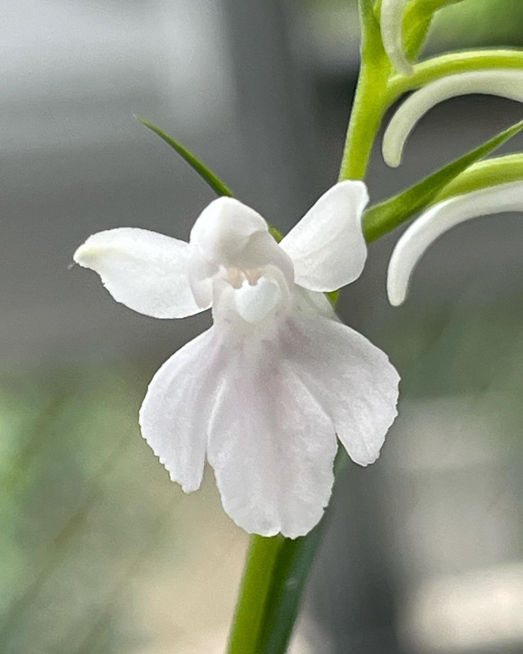 ウチョウランの『薄化粧』