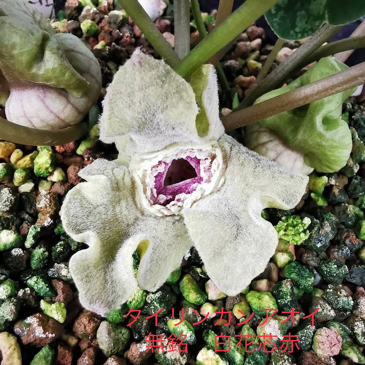 タイリンカンアオイ　　白花赤芯