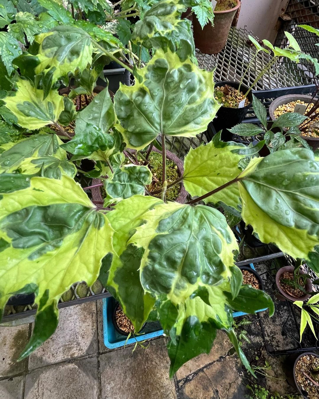 モミジハグマの熊の手