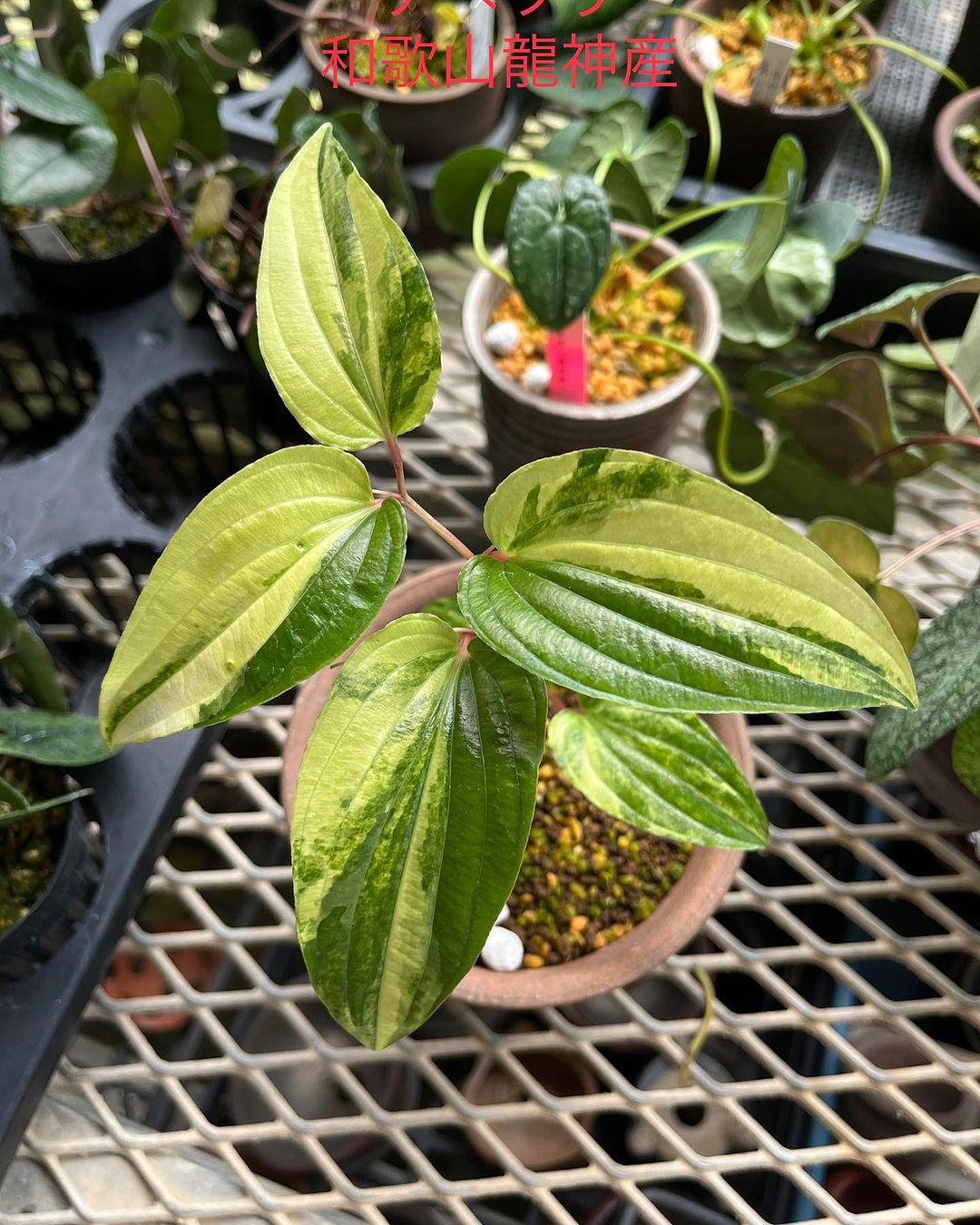 ナベワリ 黄縞斑