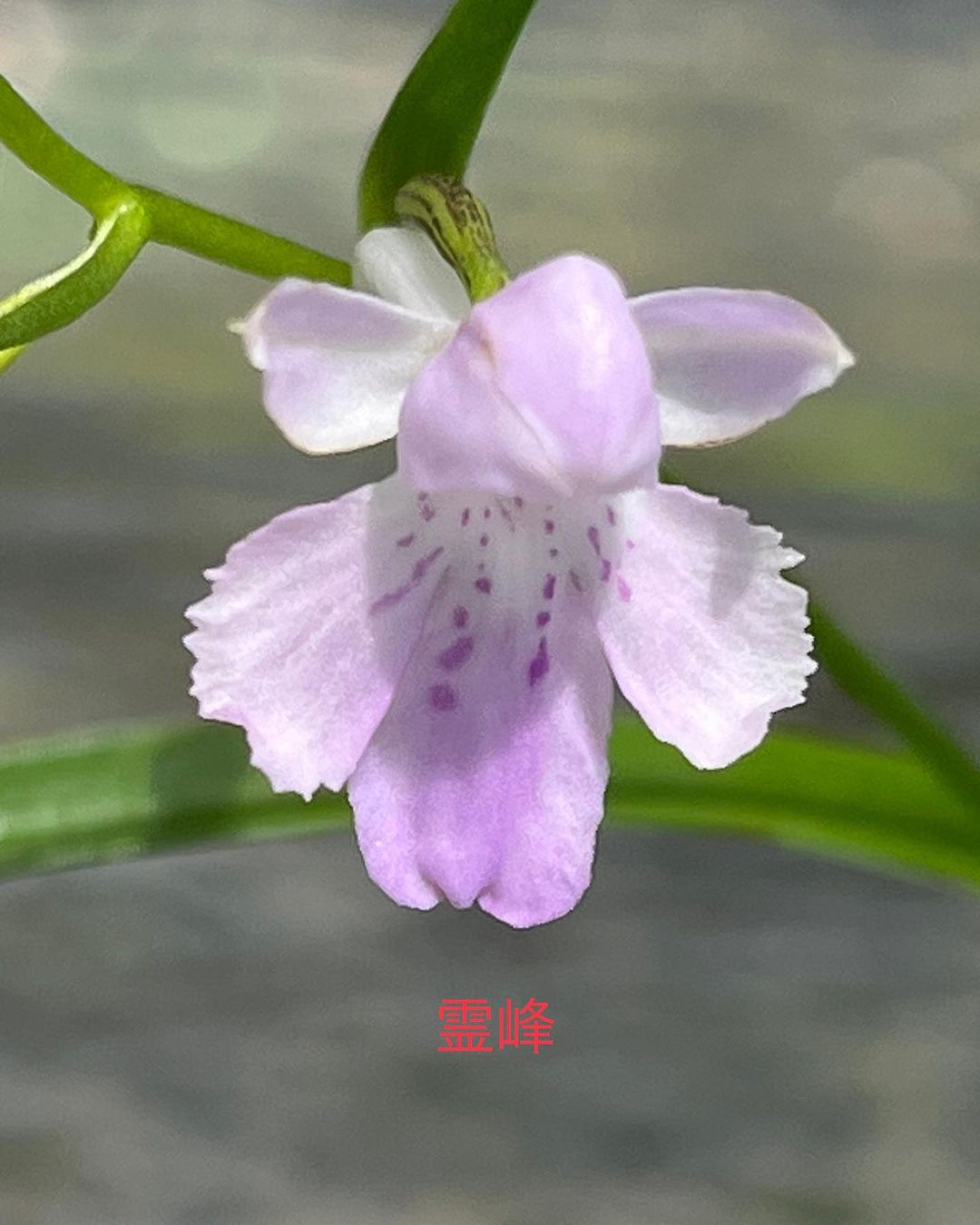 ウチョウラン 霊峰