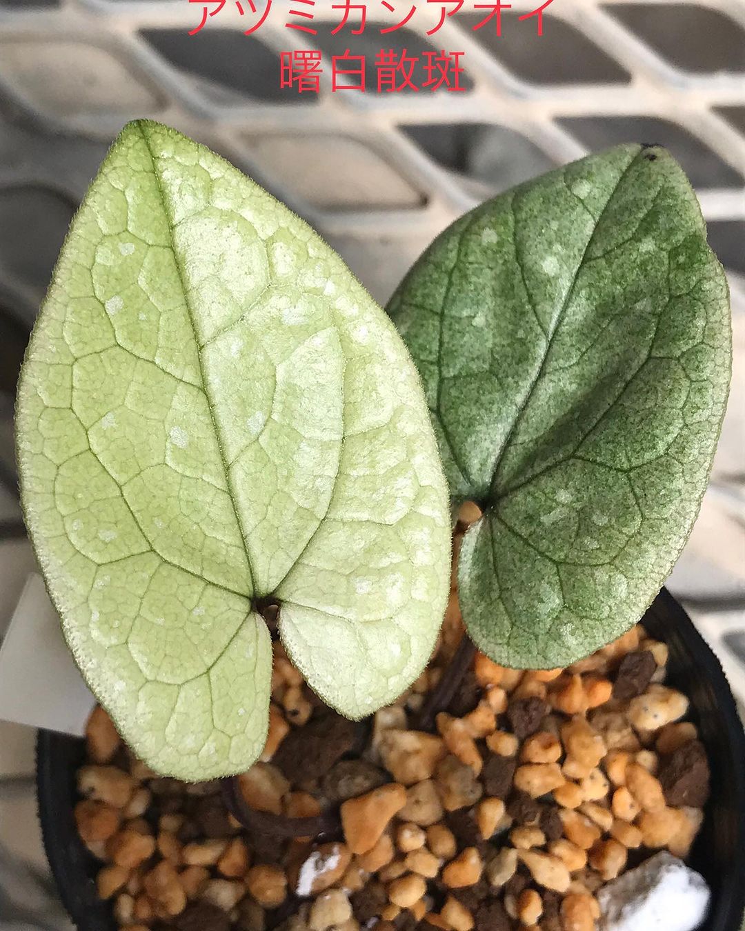 アツミカンアオイ 曙散り斑