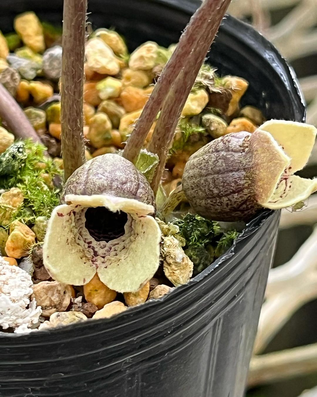 徳之島産のハツユキ？タニムラ？カンアオイ