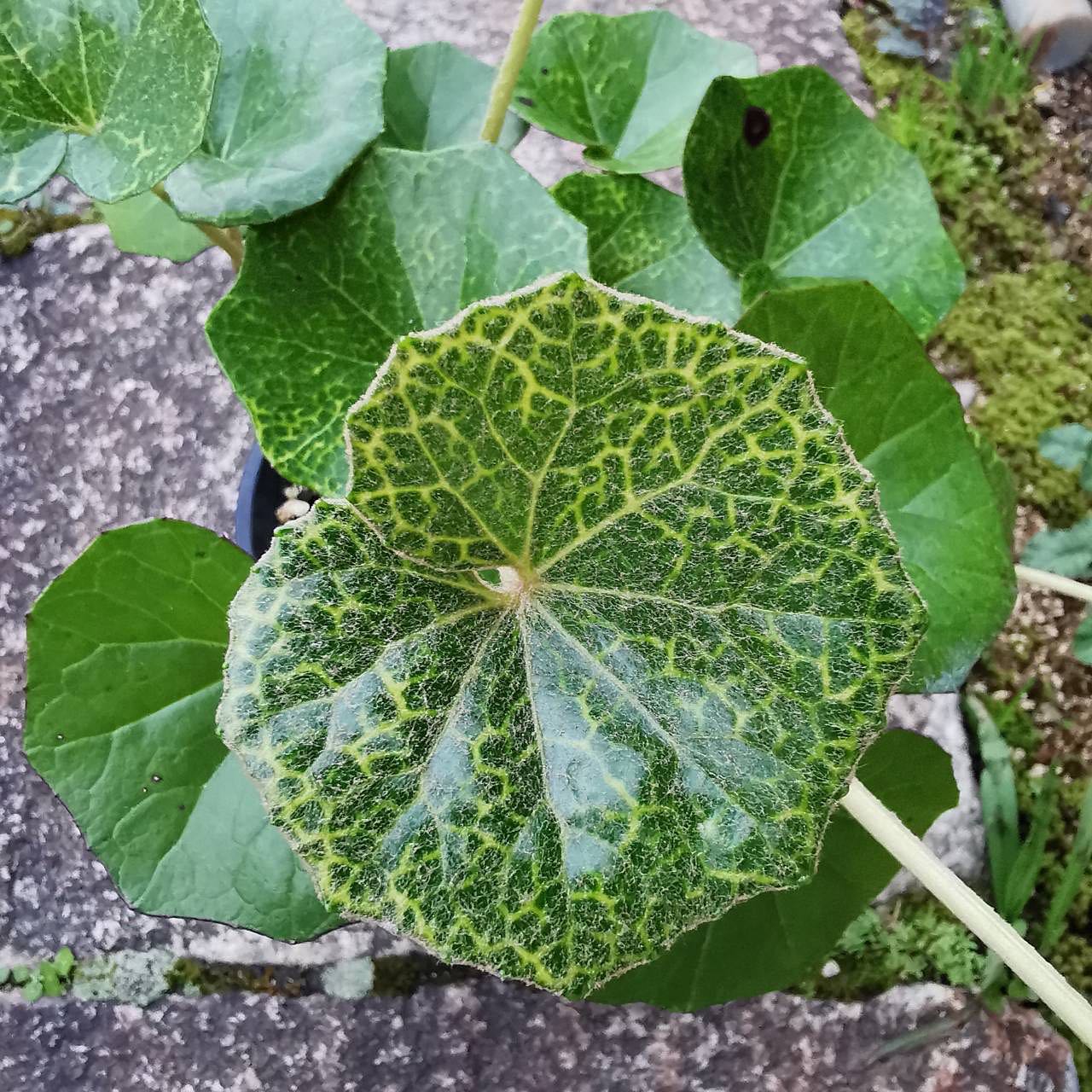 山野草 ツワブキ 玉華