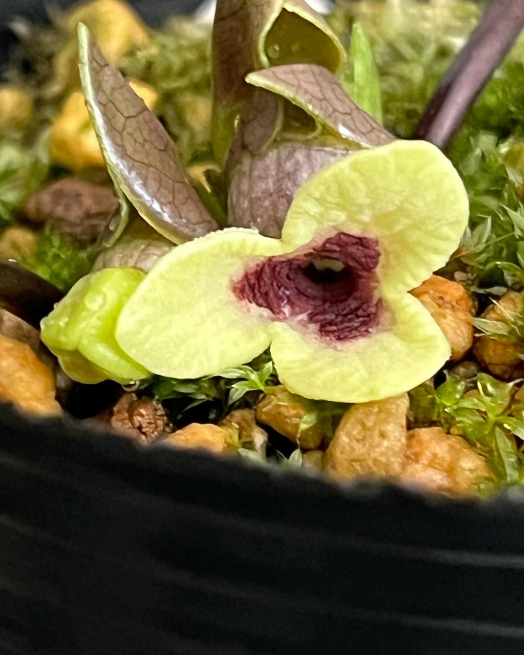 京都産ミヤコアオイの翠唇