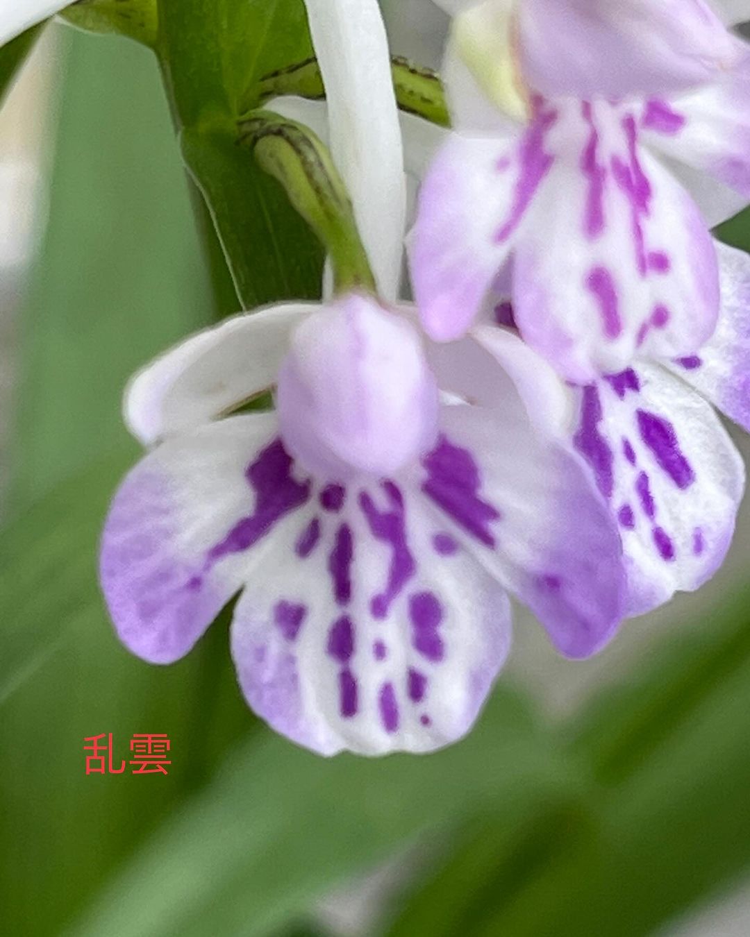 ウチョウラン　乱雲