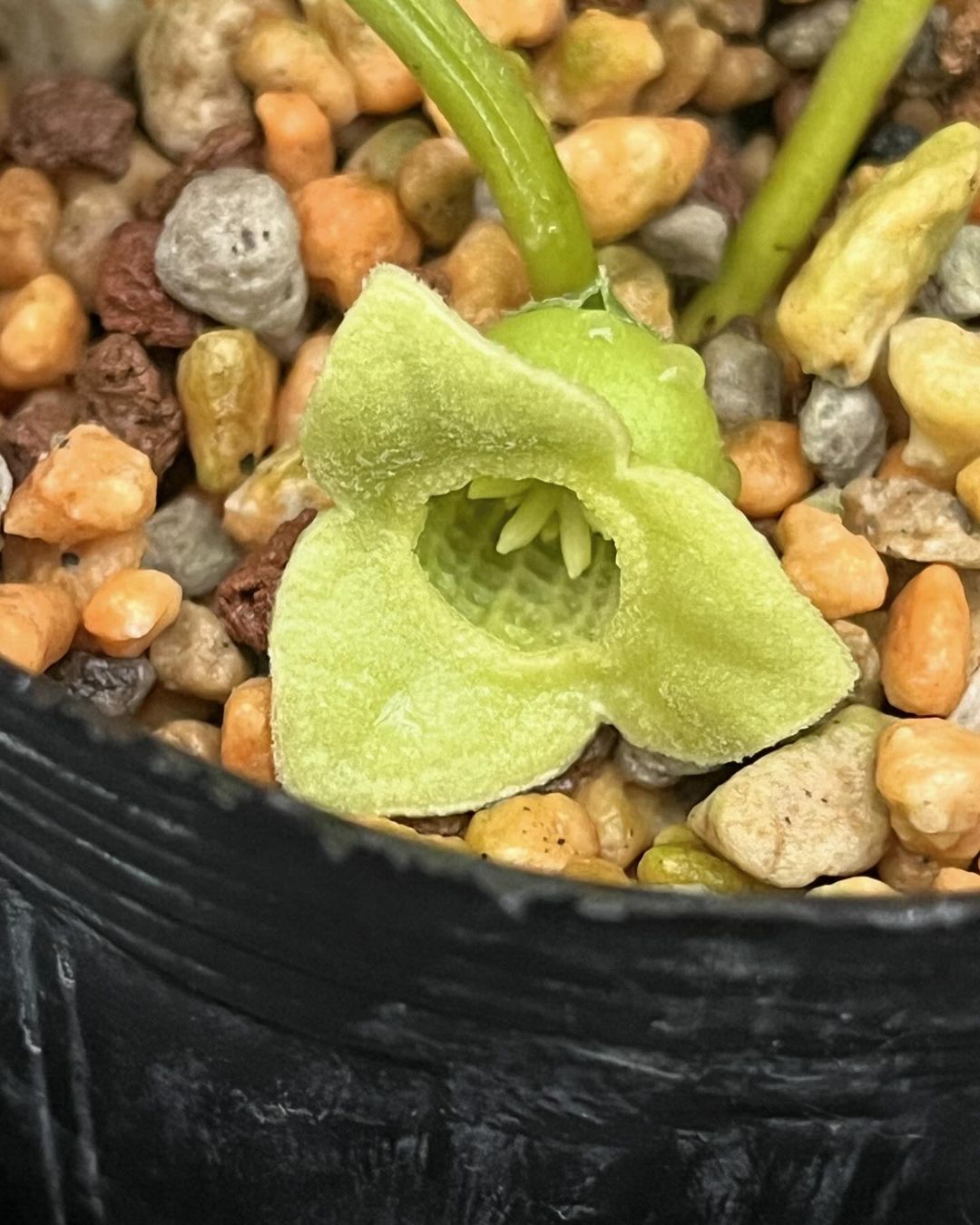 アツミカンアオイ