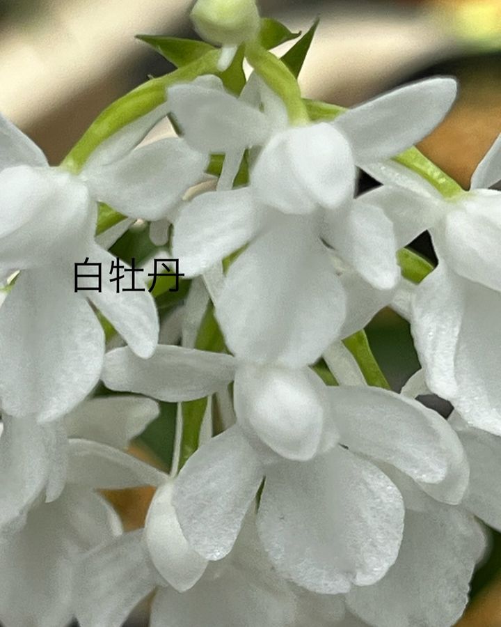 ウチョウラン『白牡丹』