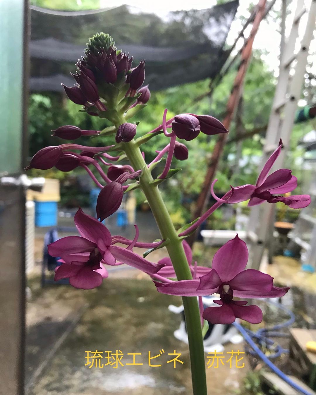 琉球エビネ　赤花