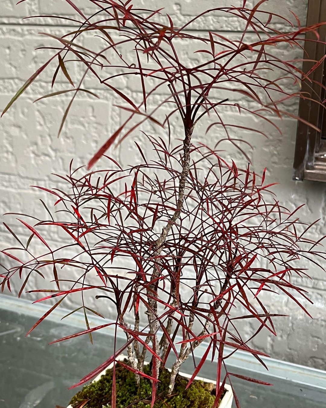 錦糸南天　織姫