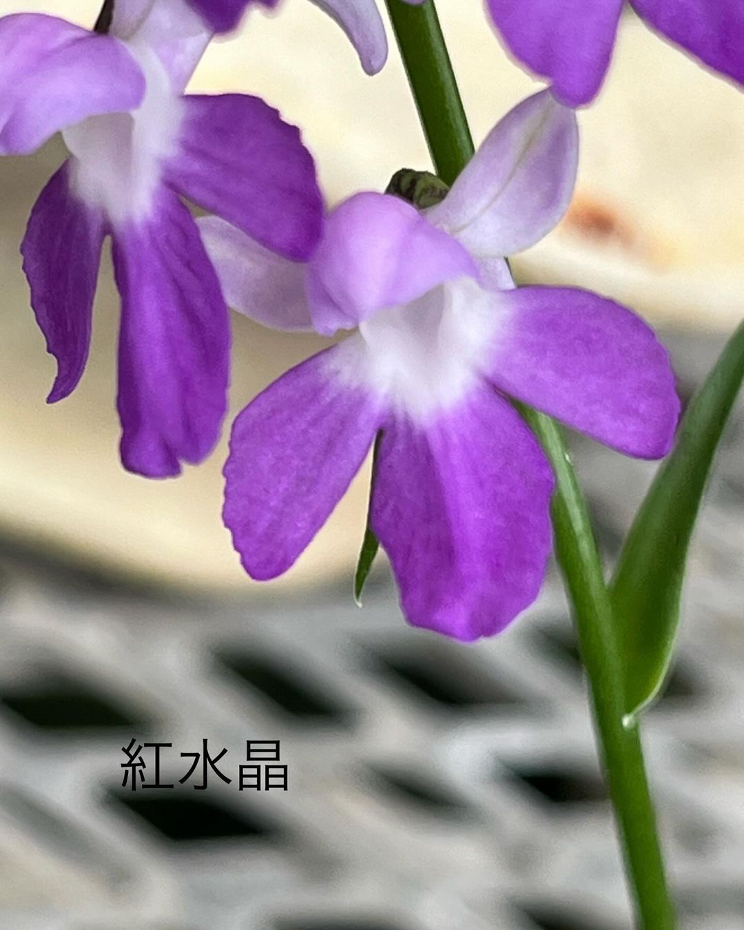 ウチョウラン『紅水晶』