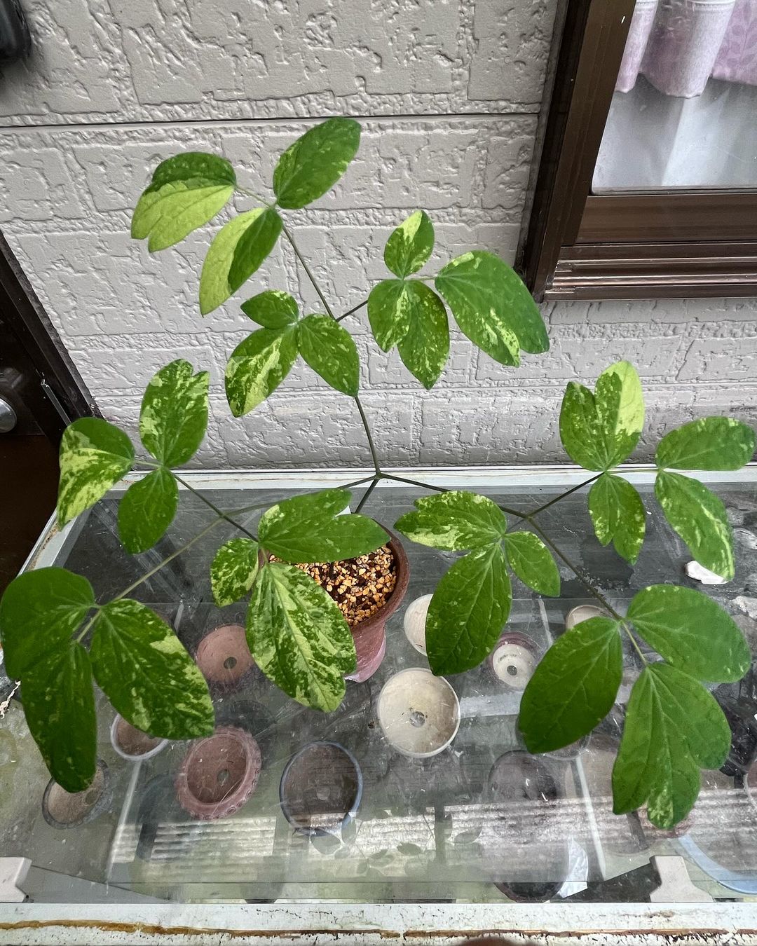 ルイヨウボタン