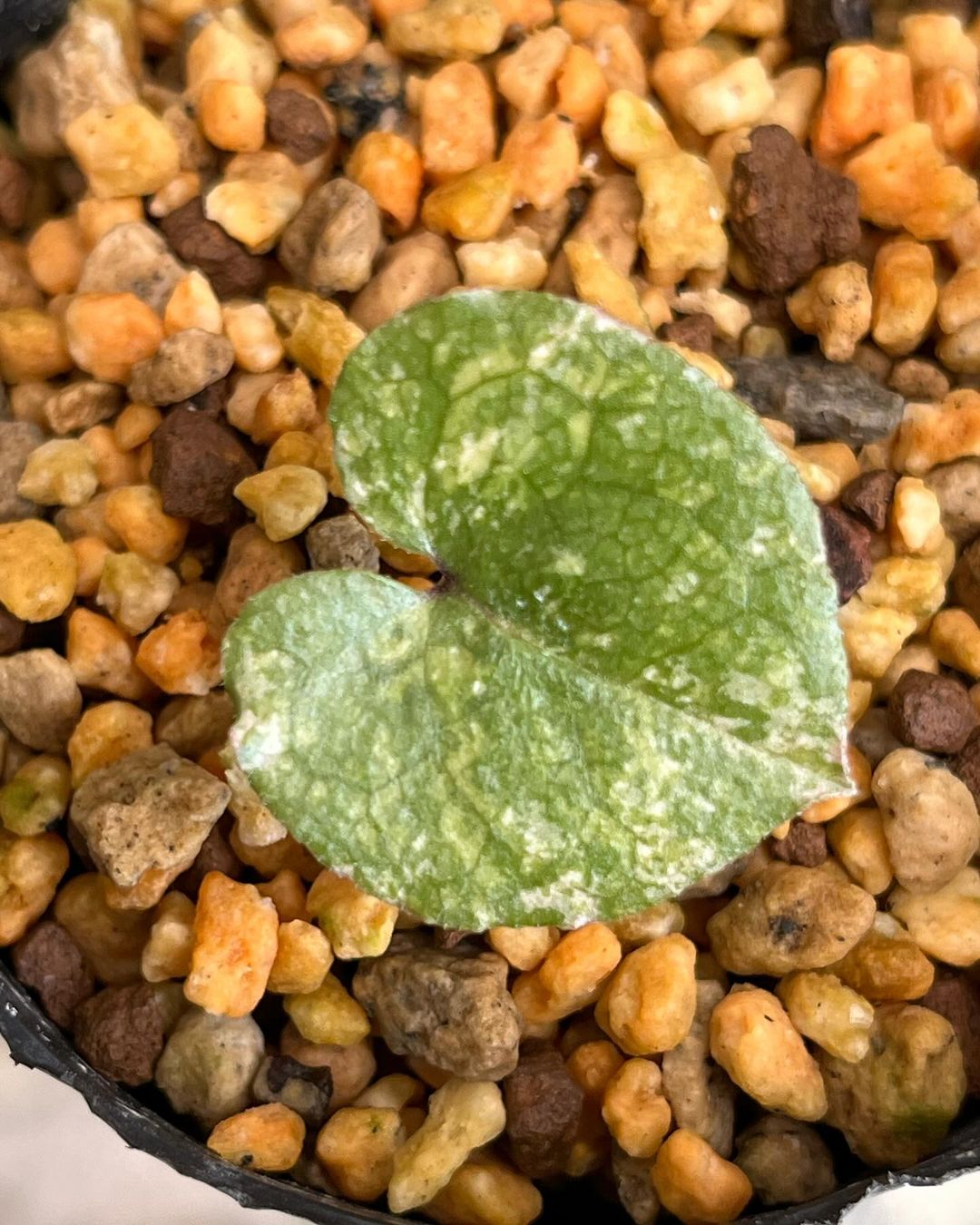 キナンカンアオイ『秋津の誉』