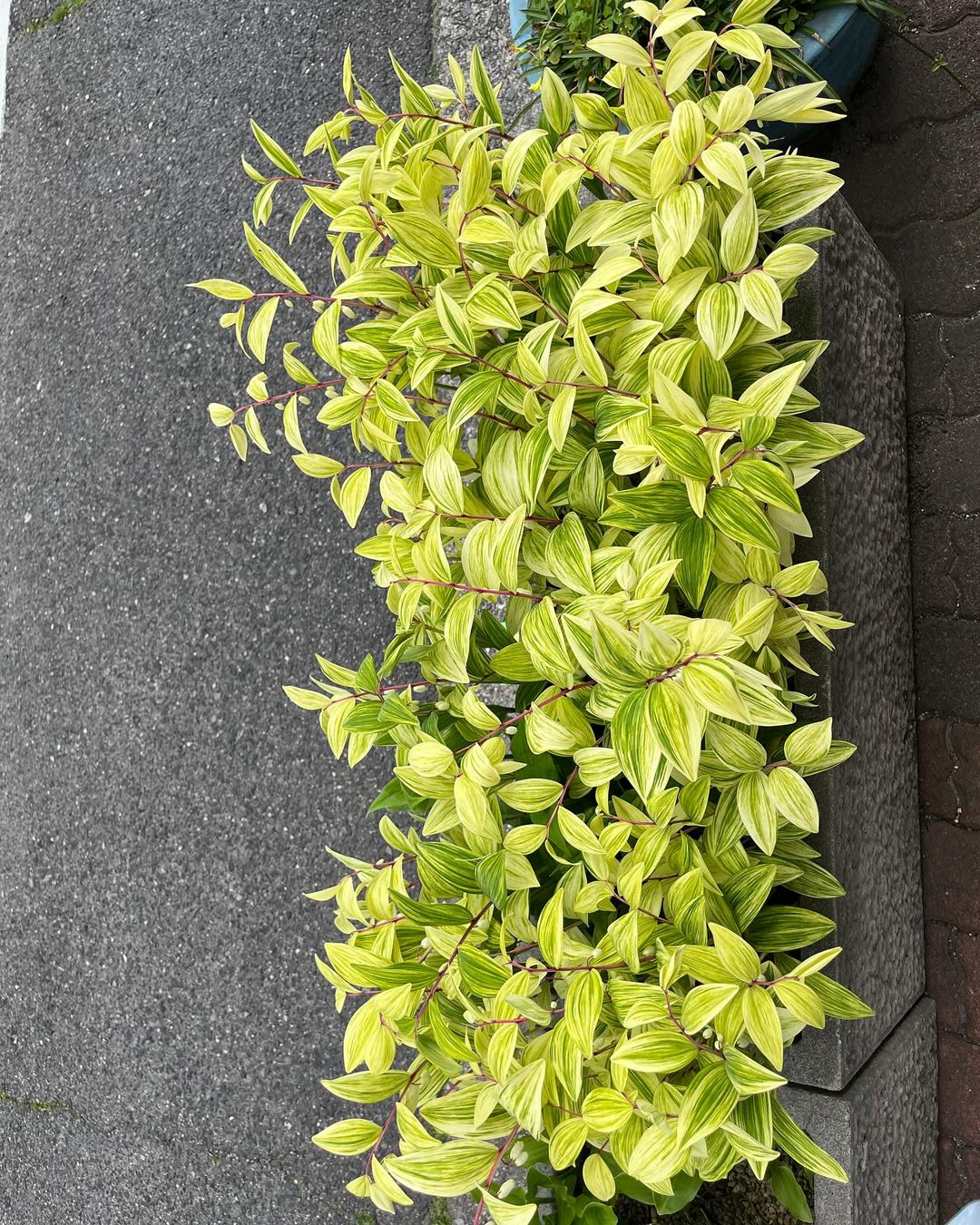 15年前、プランターに植えた散り斑縞のアマドコロです。