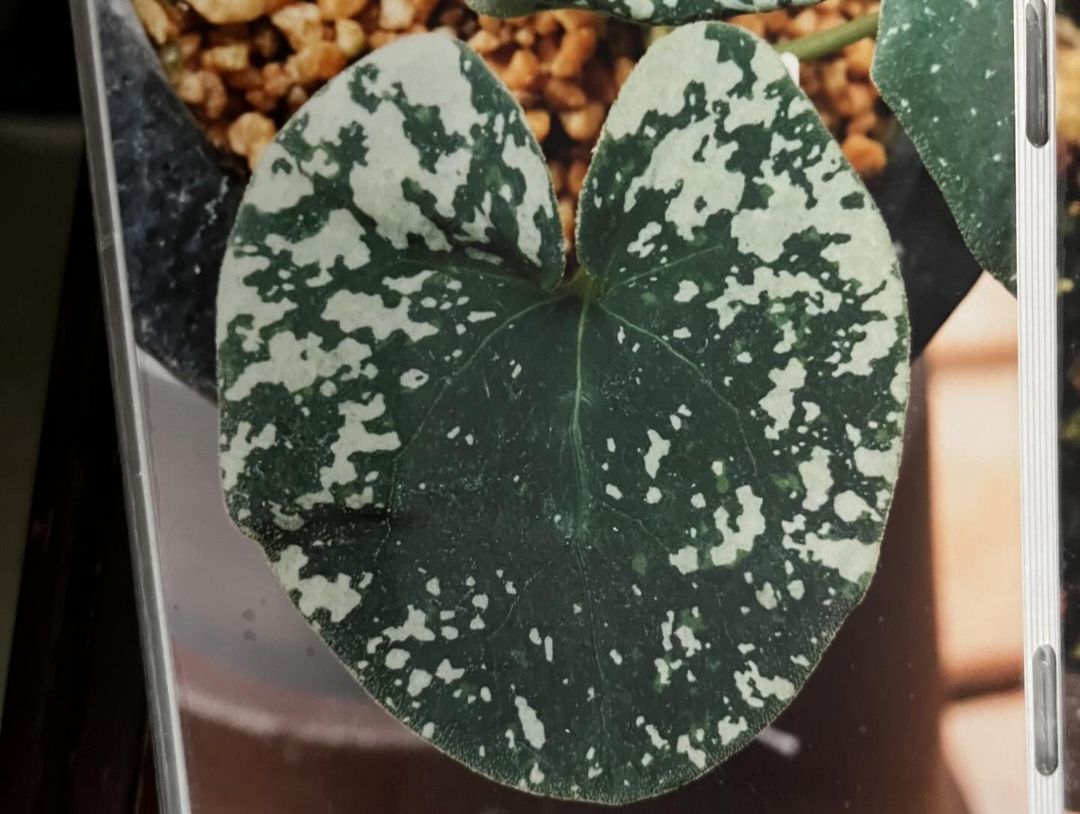 細辛『天の川』