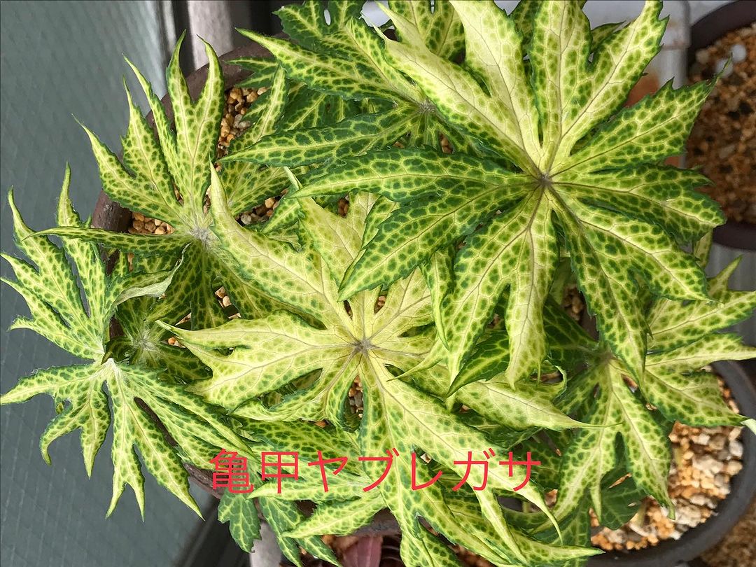 ヤブレガサ 亀甲葉