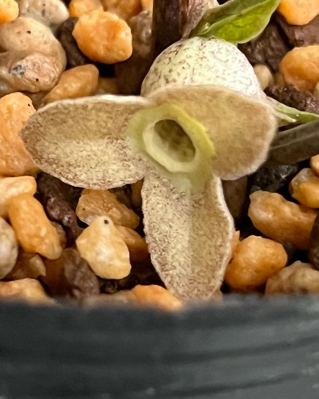 モモイロカンアオイ