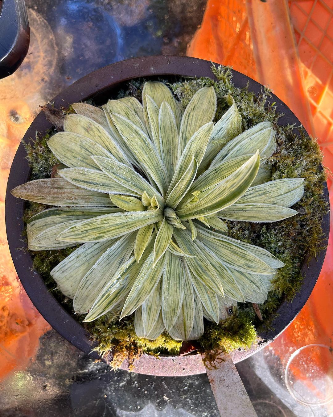 ショウジョウバカマ 万葉集