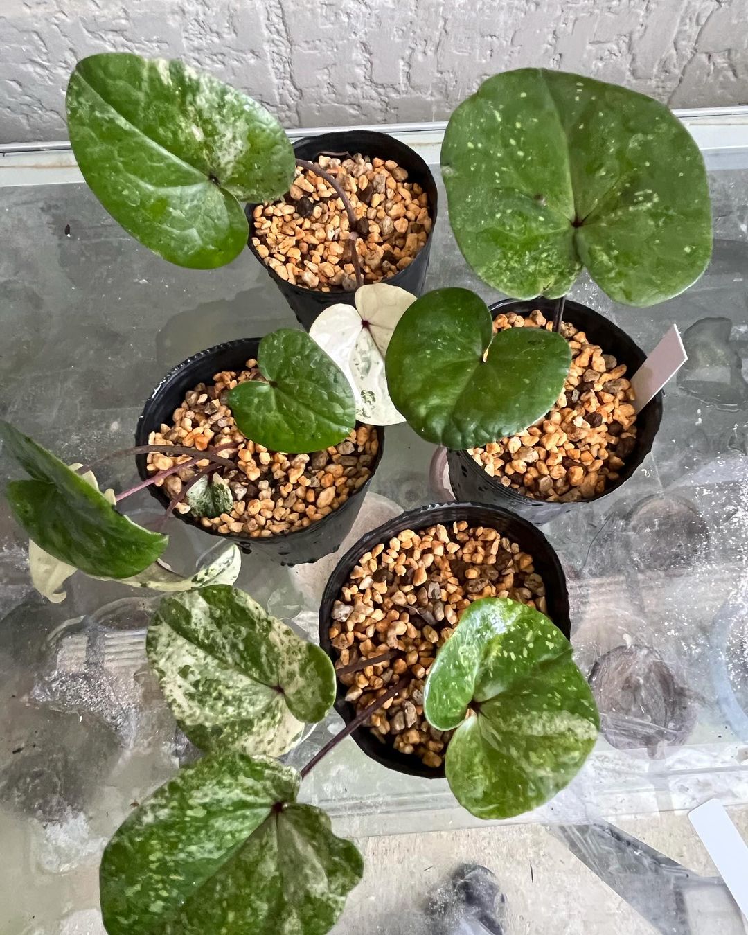 トカラカンアオイのトカラ錦