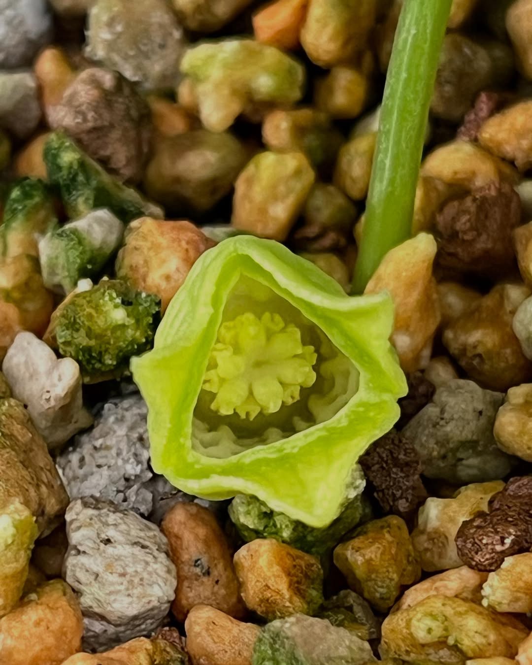 コウヤカンアオイ素心花