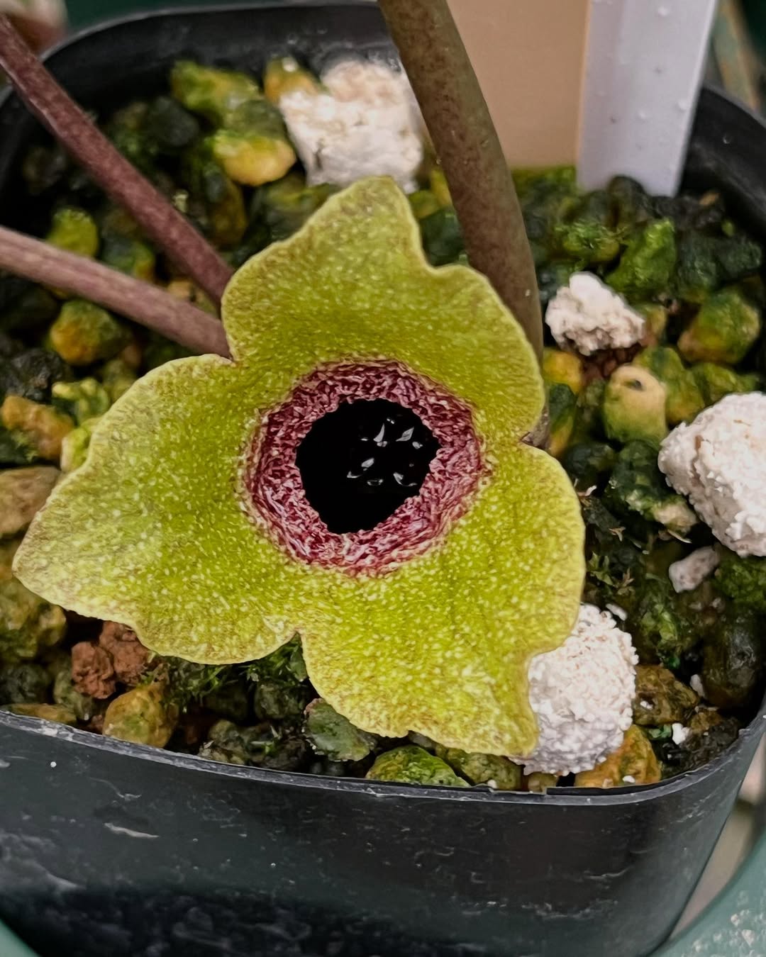 ツヤナシフジノカンアオイ