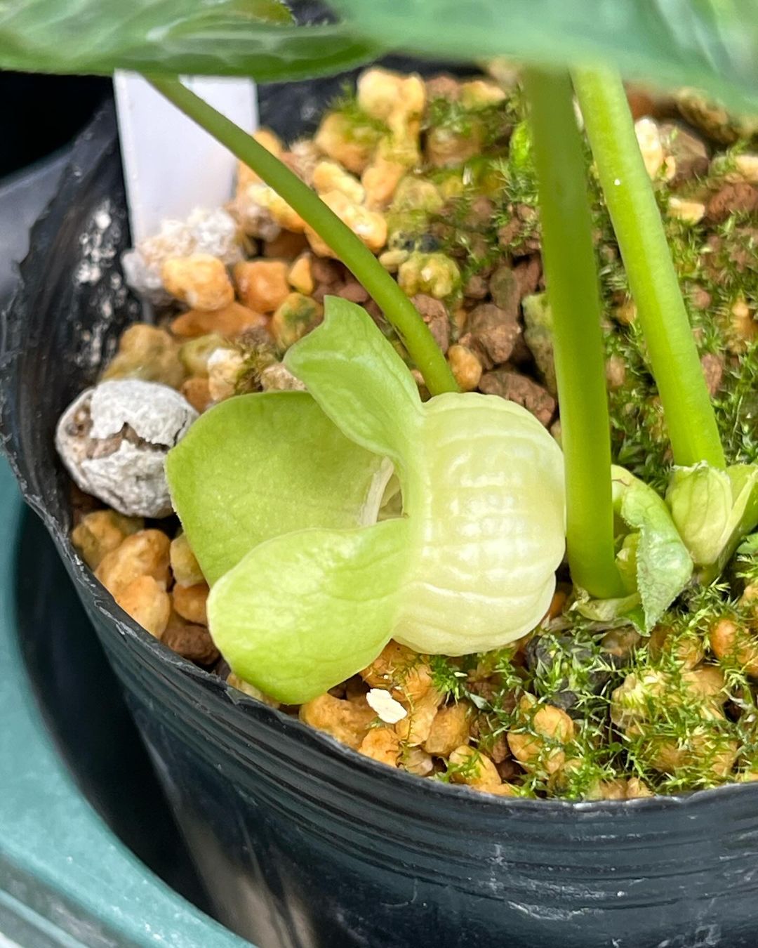 ランヨウカンアオイ