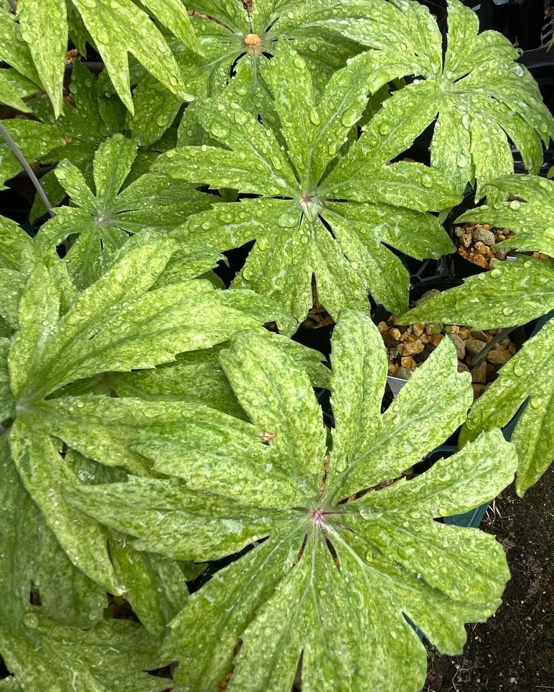 ヤブレガサ白散り斑の瑞雲