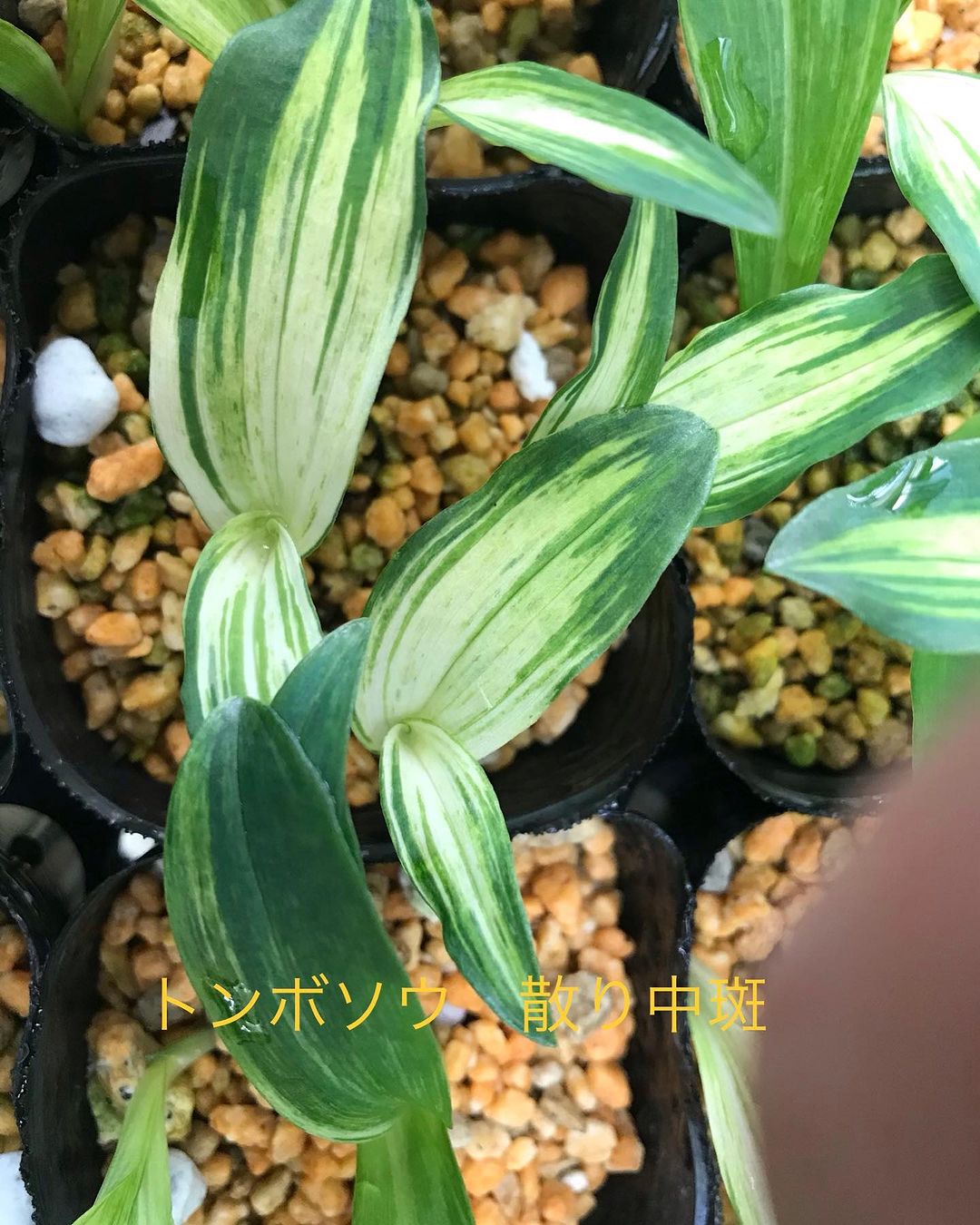 山野草 トンボソウ 散り中斑