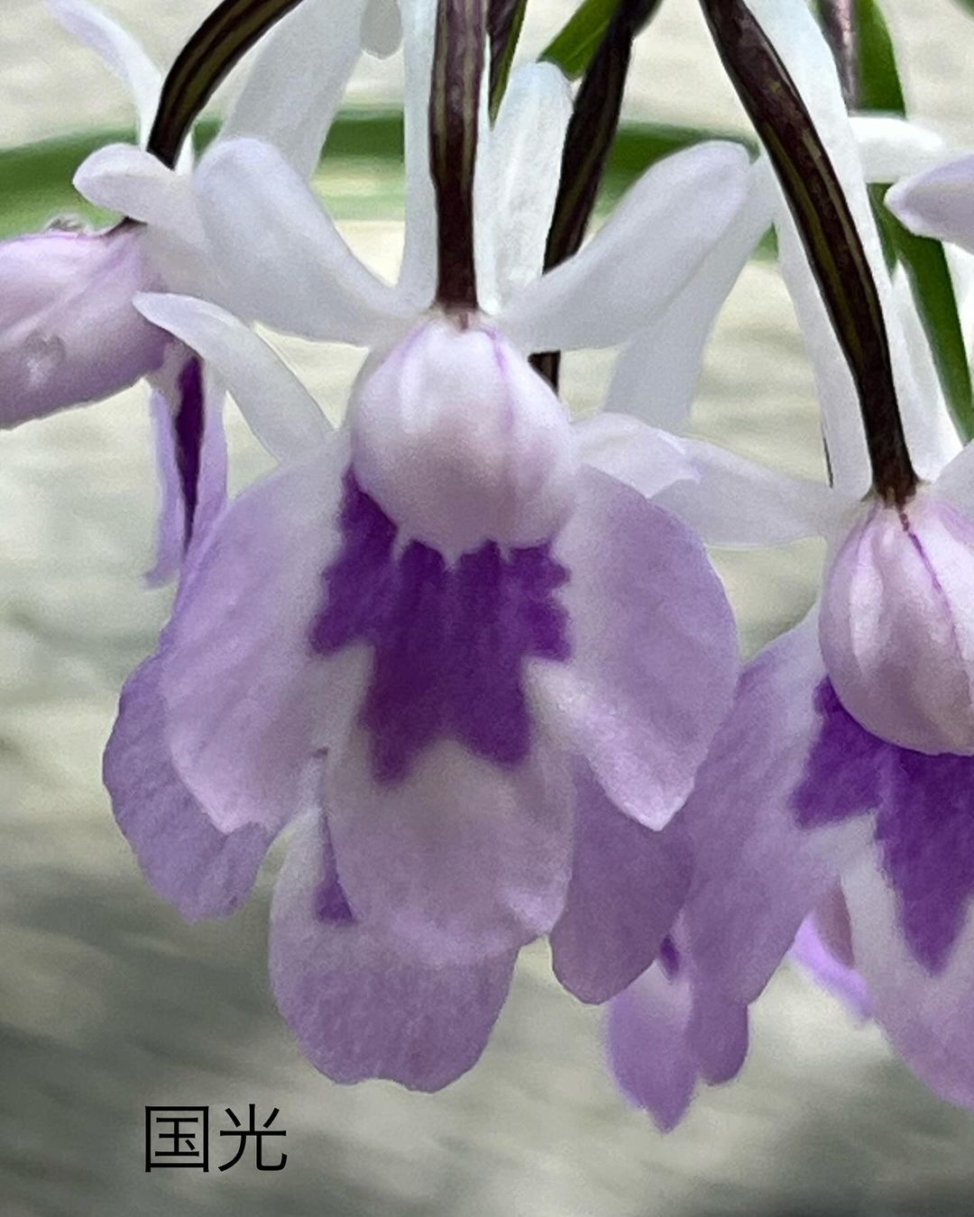 ウチョウラン『国光』