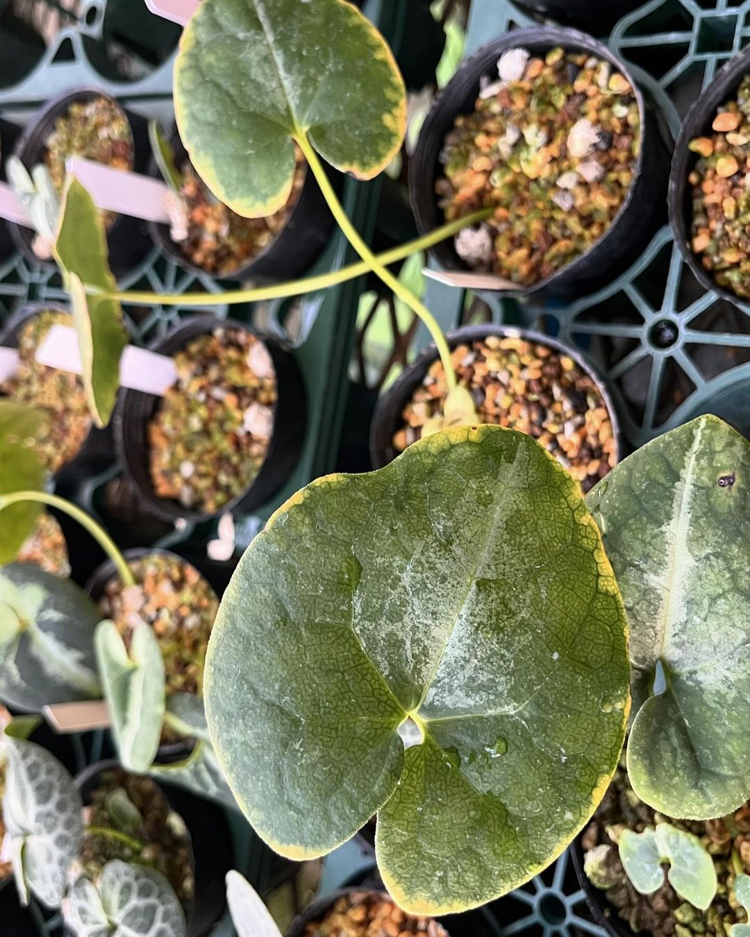 カントウカンアオイ