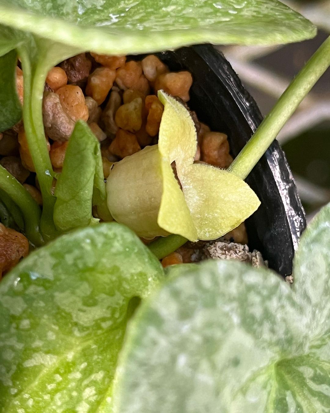 ナンカイアオイ