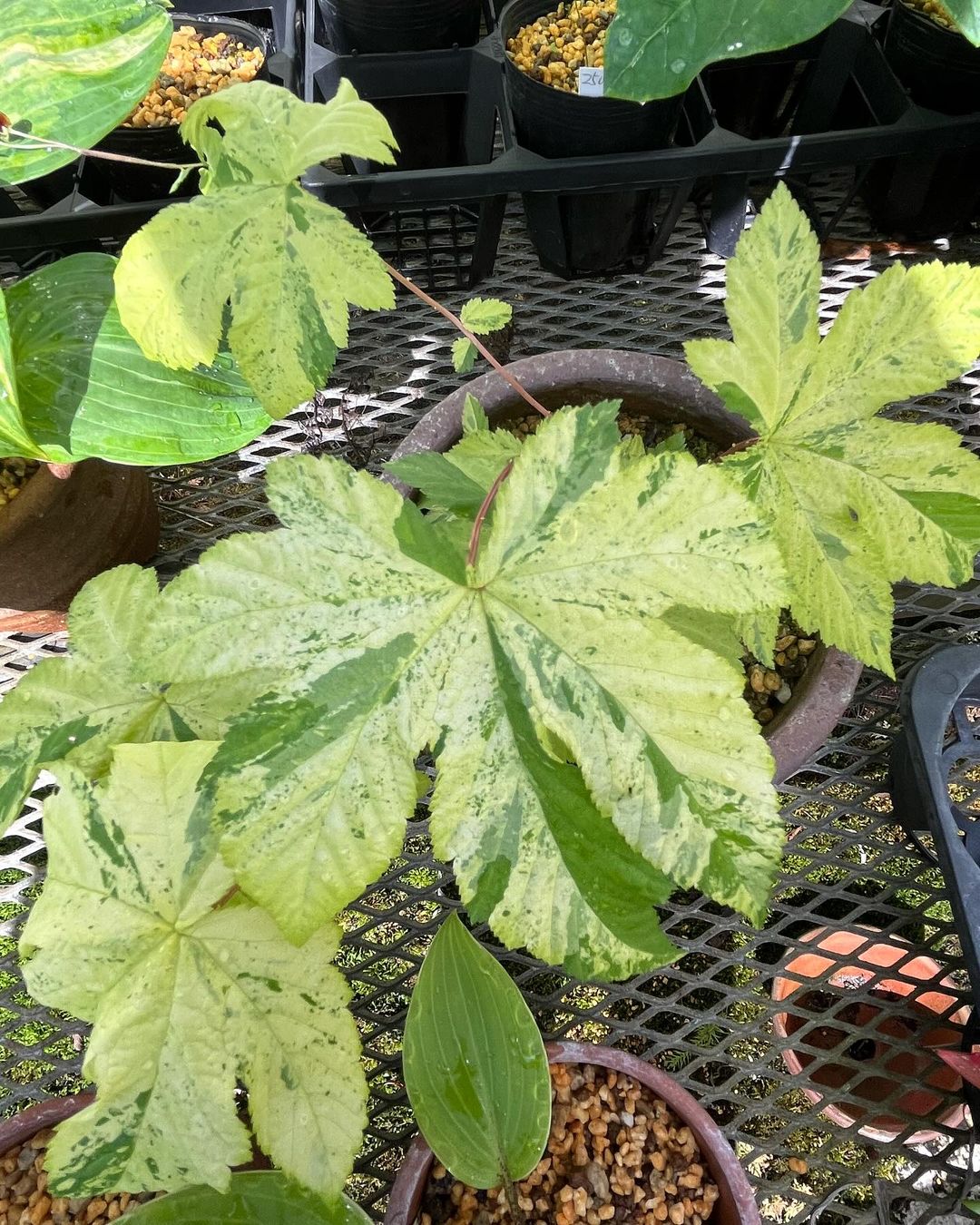 2年前、静岡の園芸店から購入した京鹿子の斑入りです。