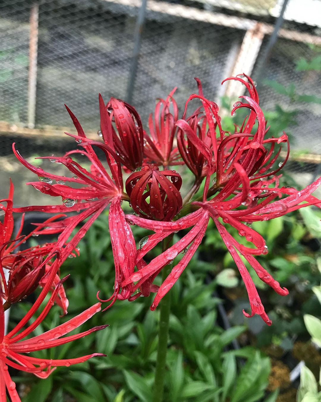 彼岸花　黒法師