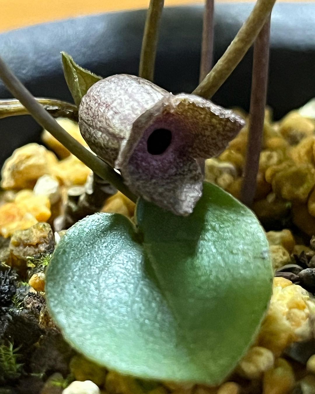 三重県海山で採取したカンアオイだそうです。