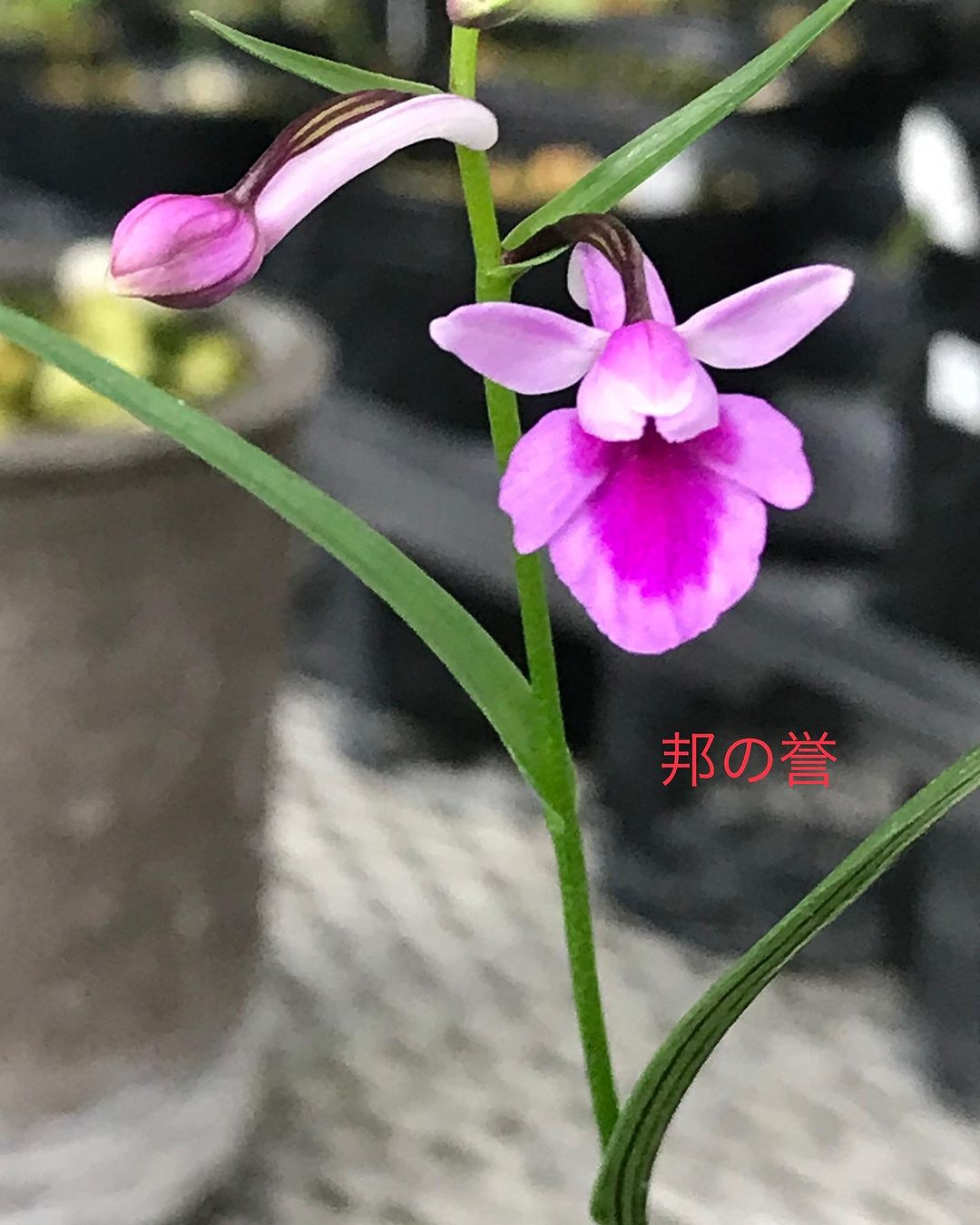 ウチョウラン　邦の誉　紀州産