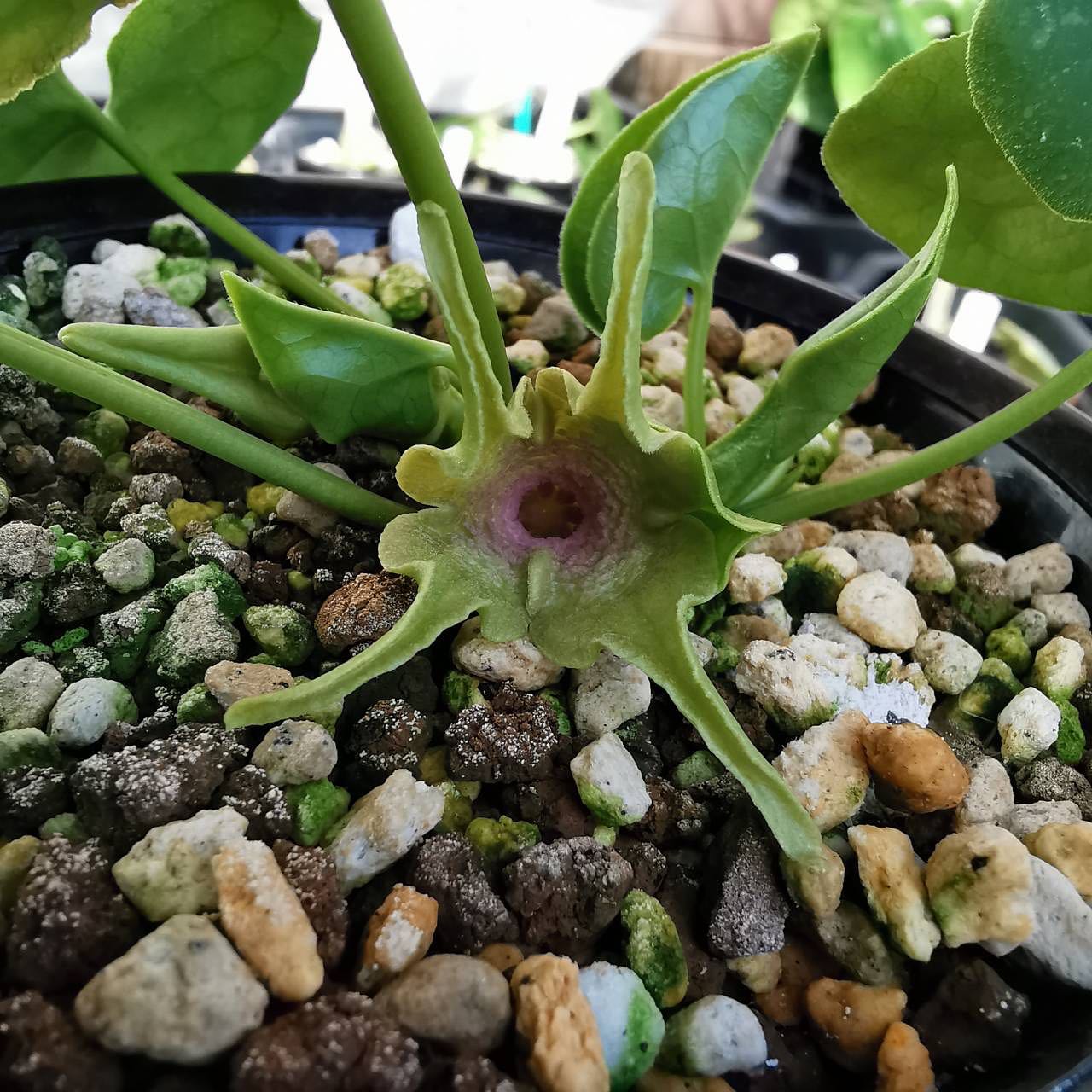 マエダカンアオイ　熊宝