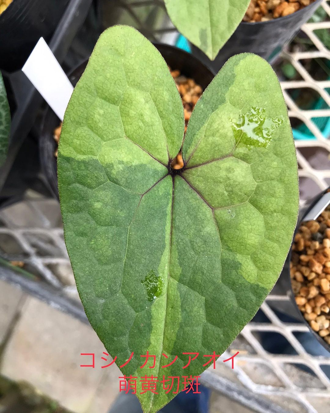 コシノカンアオイ 萌黄切斑