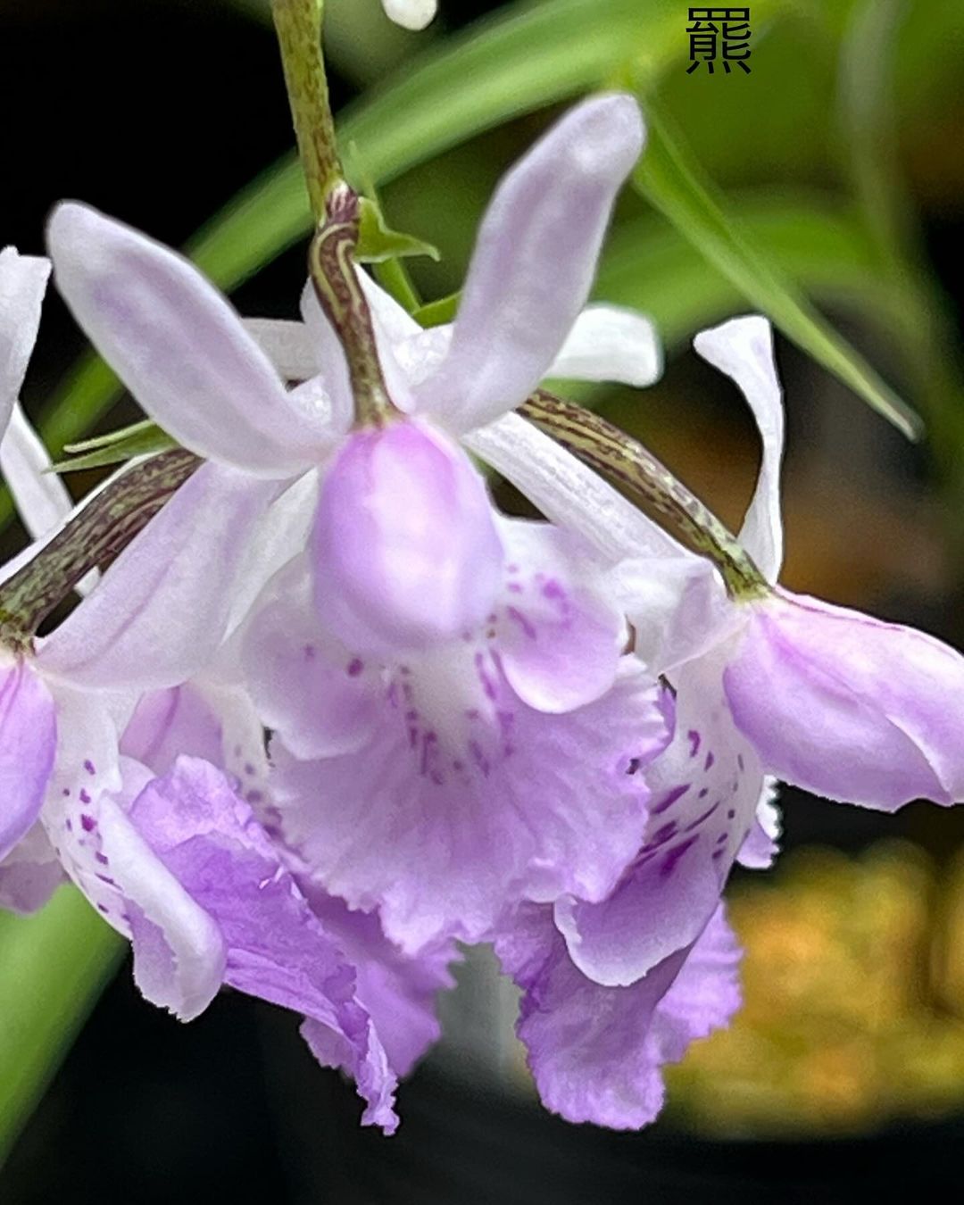 ウチョウラン『羆』