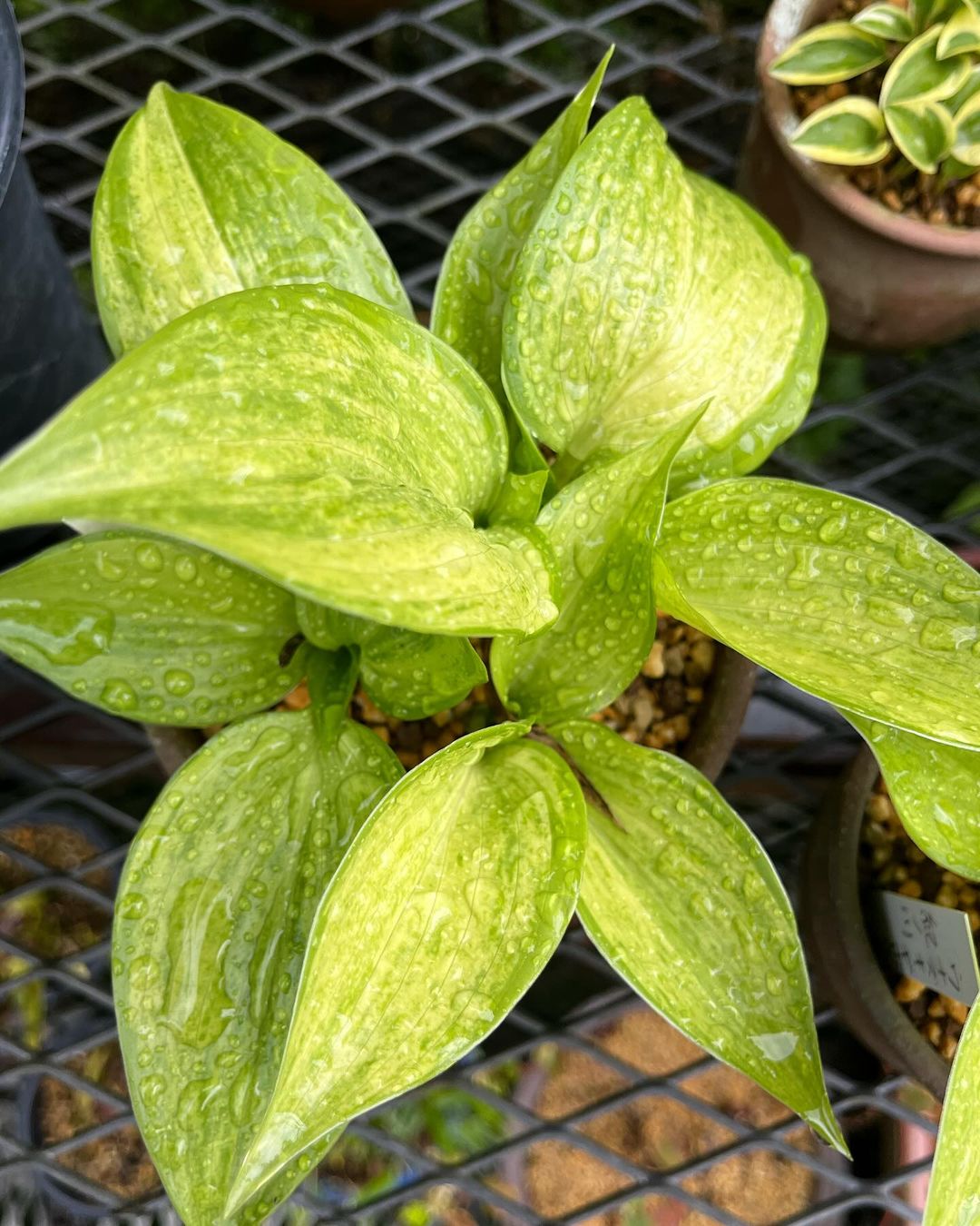 最近、見かけなくなった